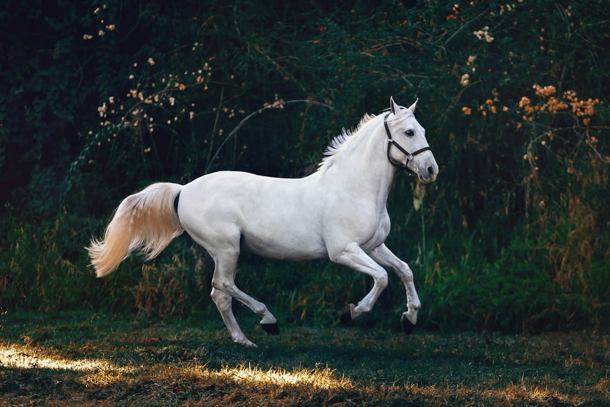 Akhal-Teke horse