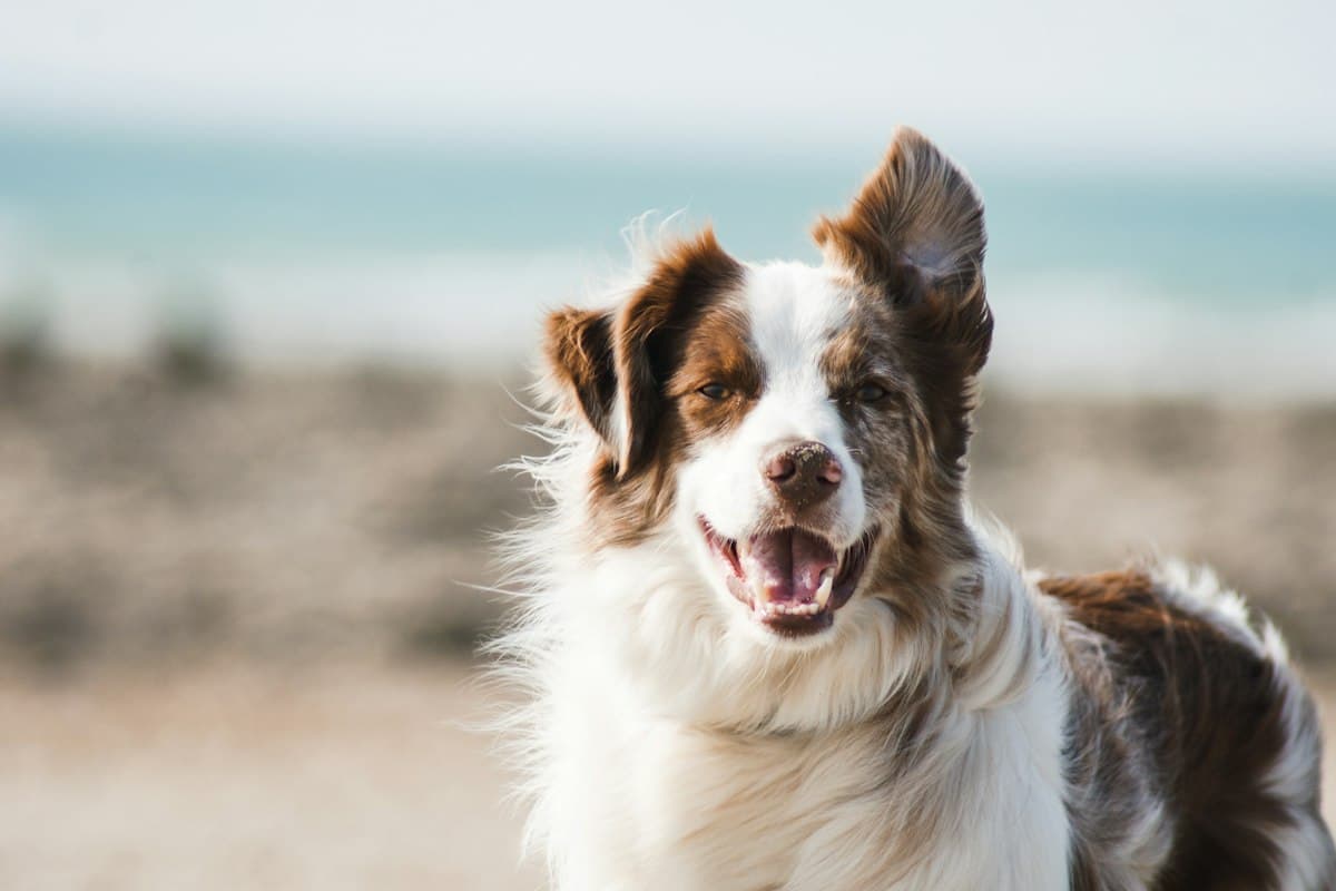 Guardian dog